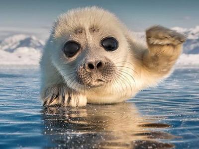  萌翻人！大眼小海豹趴在冰上对镜头招手致意