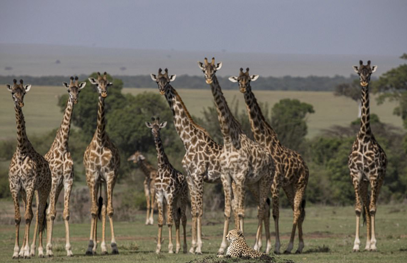 肯尼亚猎豹躺倒休息不顾成群长颈鹿好奇围观