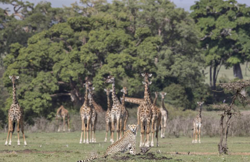 肯尼亚猎豹躺倒休息不顾成群长颈鹿好奇围观