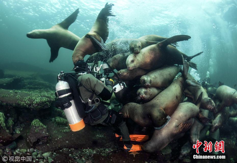 大群海狮“戏”摄影师 争相与新伙伴玩耍