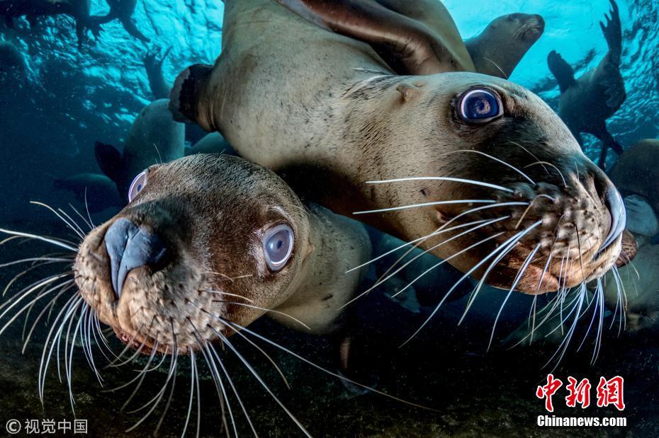 大群海狮“戏”摄影师 争相与新伙伴玩耍