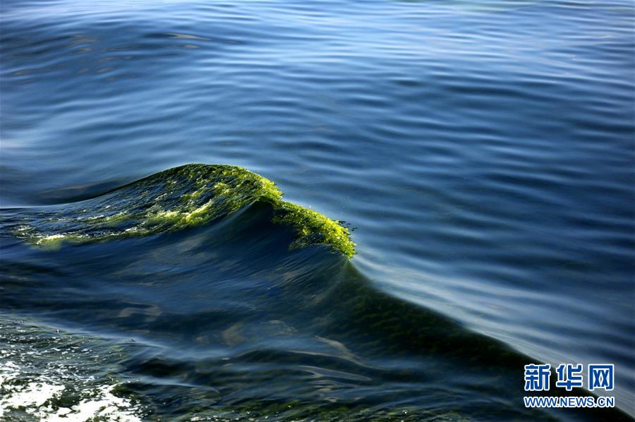 （科技）（2）莫克兰海沟现藻华现象