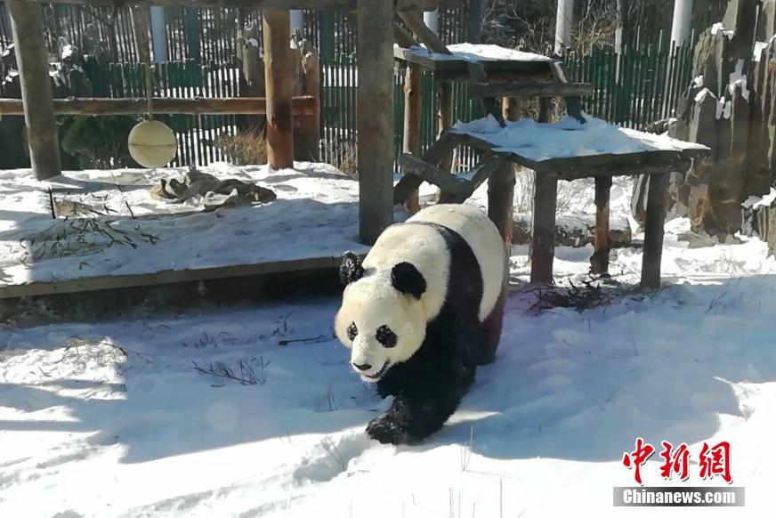 大熊猫雪地撒欢 网友：这不就是第一次见到雪的我！
