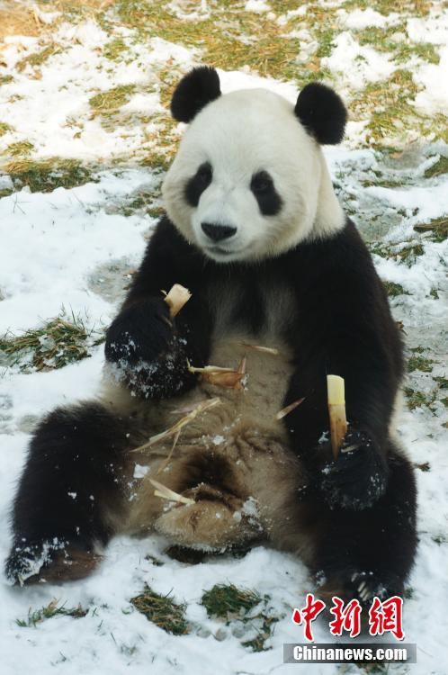 大熊猫雪地撒欢 网友：这不就是第一次见到雪的我！