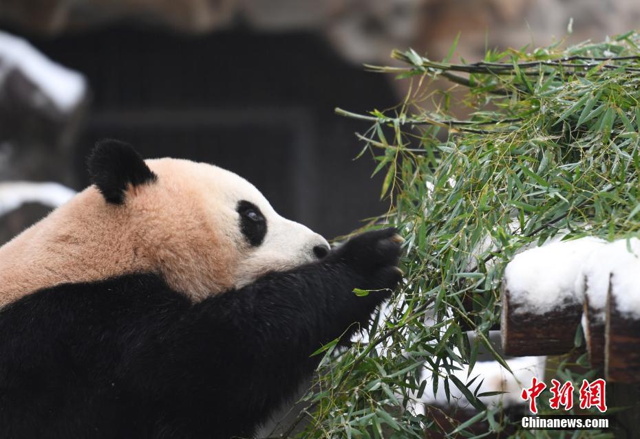 浙江杭州 熊猫雪地里活动进食憨萌可掬