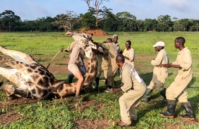刚果金救援者解开绕线释放长颈鹿脖子