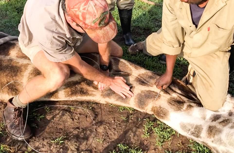 刚果金救援者解开绕线释放长颈鹿脖子