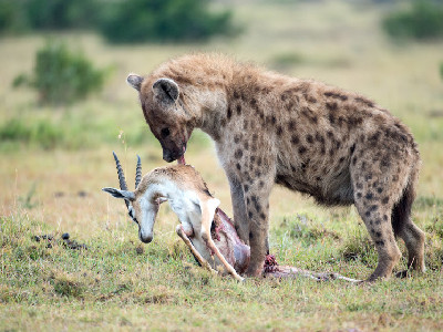  摄影师全球旅拍7年捕捉野生动物“兽生百态”