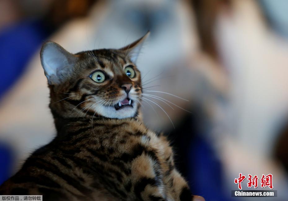 马耳他国际猫展 喵星人被裁判“吓蒙”