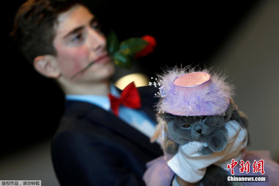 马耳他国际猫展 喵星人被裁判“吓蒙”