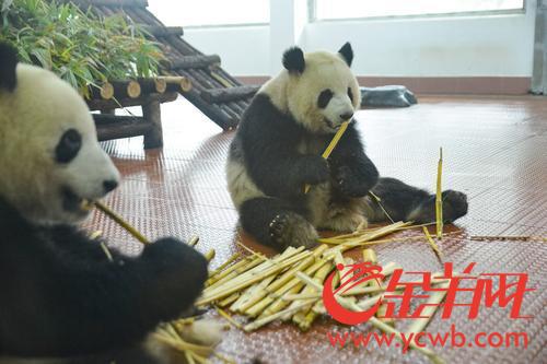 广州动物园熊猫馆正式向游客开放 广州动物园熊猫馆正式向游客开放
