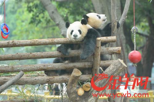 广州动物园熊猫馆正式向游客开放 广州动物园熊猫馆正式向游客开放