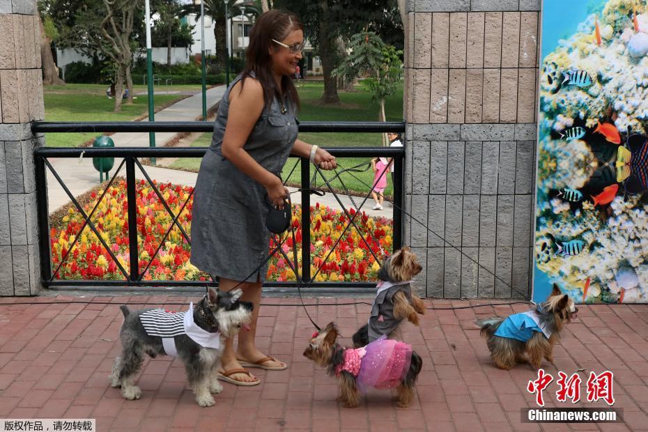 秘鲁为汪星人办婚礼迎情人节