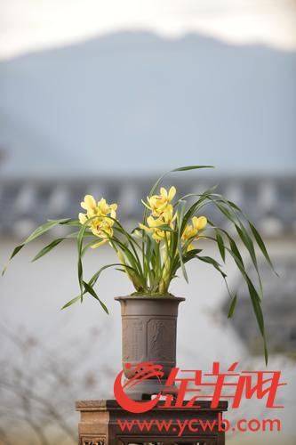 “兰界盛事”3月亮相翁源 将展出万盆兰花,价值超10亿 “兰界盛事”3月亮相翁源 将展出万盆兰花,价值超10亿