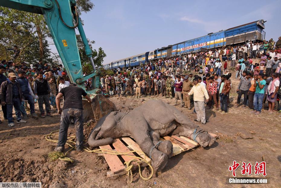 印度一大象被火车撞倒 兽医打点滴民众喂香蕉救援