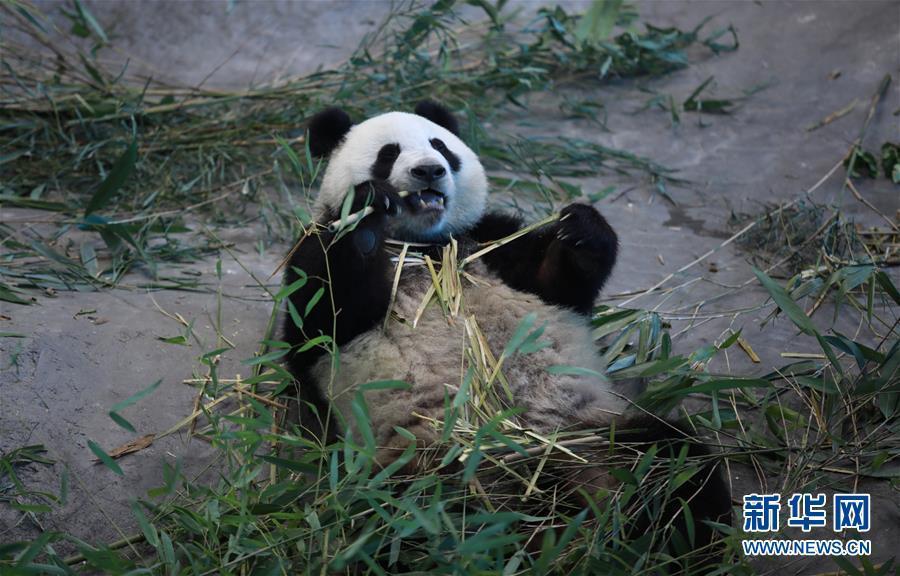 旅芬大熊猫适应新环境