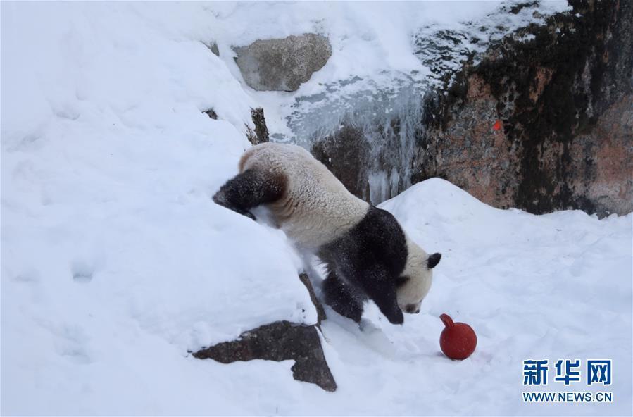 旅芬大熊猫适应新环境