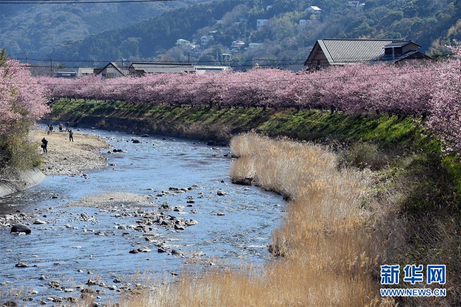 （国际）（2）日本伊豆半岛河津樱绽放