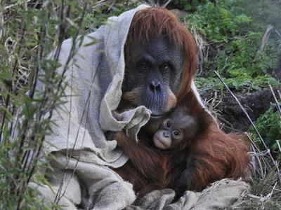  英动物园迎苏门答腊猩猩宝宝 紧黏妈妈萌态十足