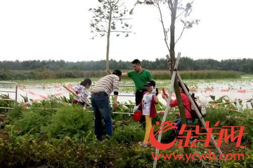 312植树节 南沙不少市民沐浴春风栽种树苗 312植树节 南沙不少市民沐浴春风栽种树苗