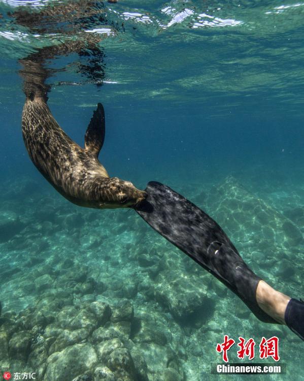 摄影师潜水遭顽皮小海豹捣乱扯咬氧气管