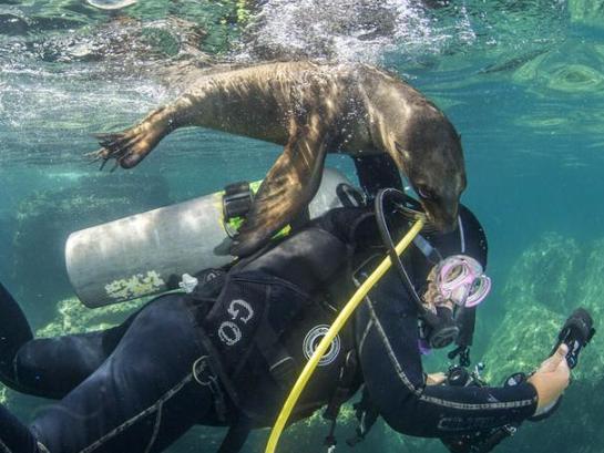  摄影师潜水遭顽皮小海豹捣乱扯咬氧气管