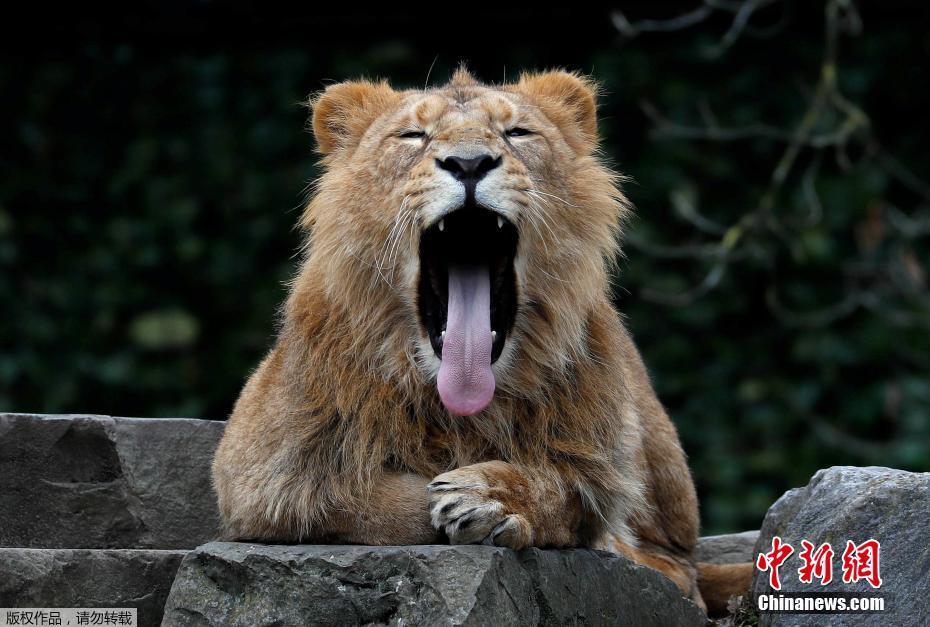 比利时动物园狮子犯困 张大嘴打盹儿一脸萌