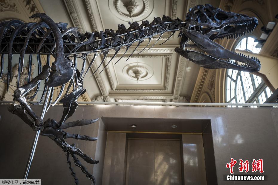 法国将拍卖1.5亿年前恐龙骨架 长9米宽2.5米物种不详