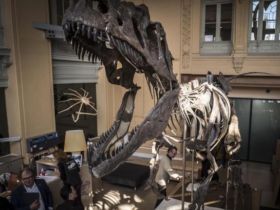  法国将拍卖1.5亿年前恐龙骨架 长9米宽2.5米物种不详