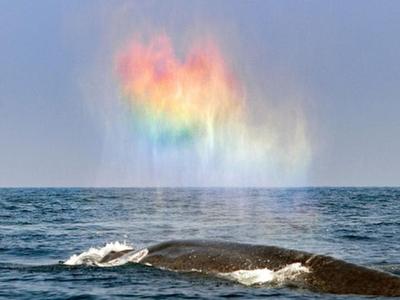  玩浪漫！斯里兰卡蓝鲸喷出惊艳“彩虹心”