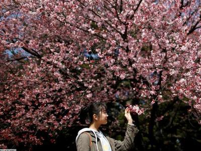  日本东京提前进入樱花季 游人徜徉花海乐享美景