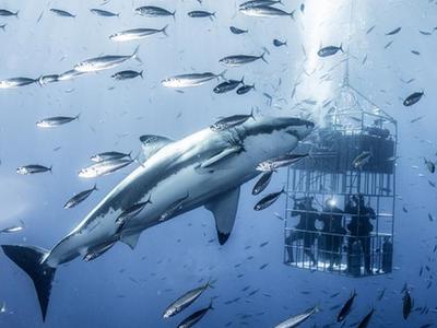  6米长大白鲨水下靠近研究员 人类显“娇小”