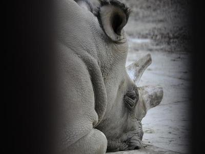  再见！最后一头雄性北方白犀牛“苏丹”被实施安乐死