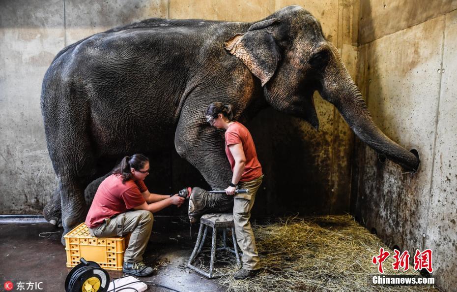 动物园饲养员给大象修脚 指甲去死皮耗费数个小时