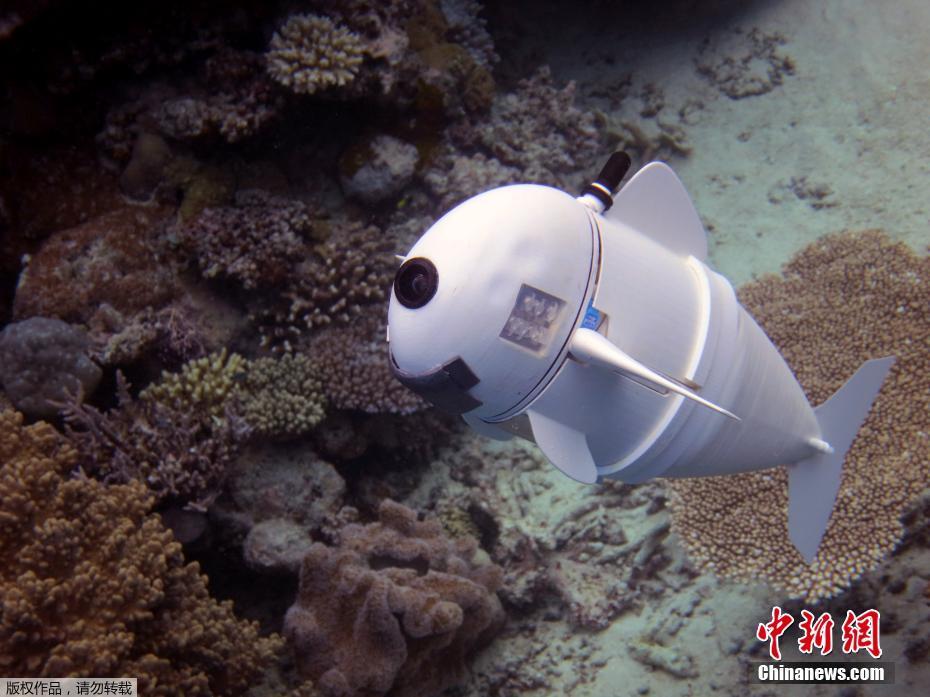 机器鱼SoFi完成实地测试 完美融入海洋世界