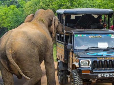  斯里兰卡亚洲象拦车“求喂食”险将车推翻