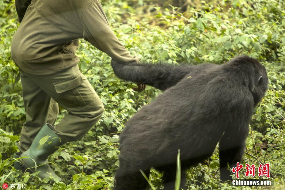 刚果大猩猩霸道总裁上身 把饲养员揽进怀里熊抱