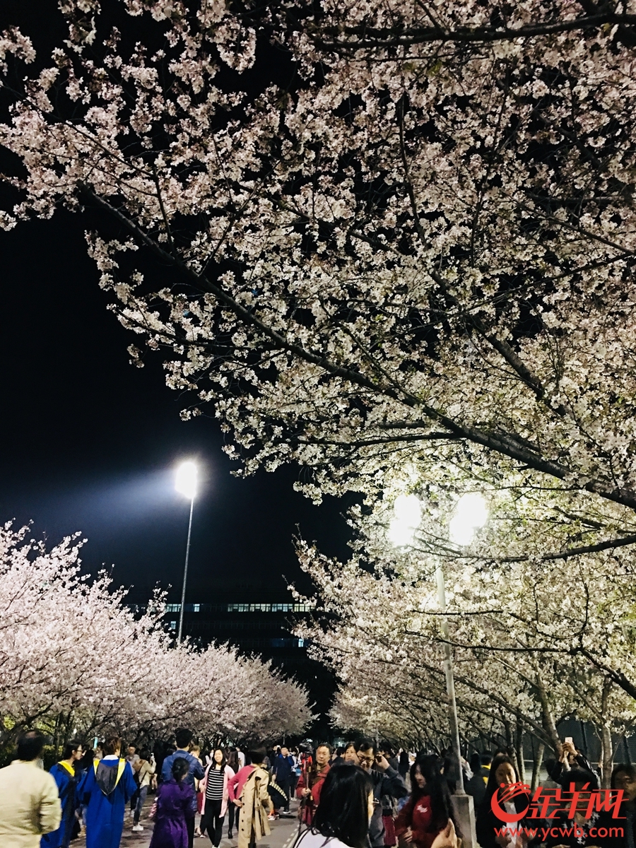 “夜樱”缤纷 上海开启夜游赏花模式