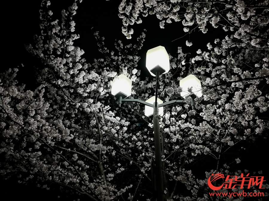 “夜樱”缤纷 上海开启夜游赏花模式
