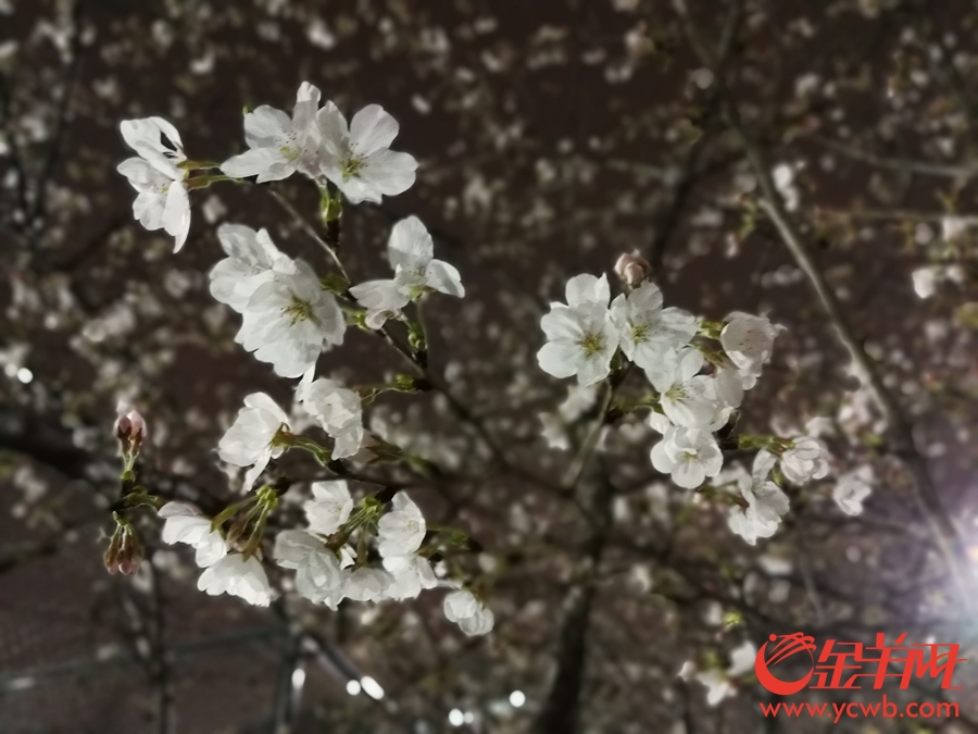 “夜樱”缤纷 上海开启夜游赏花模式