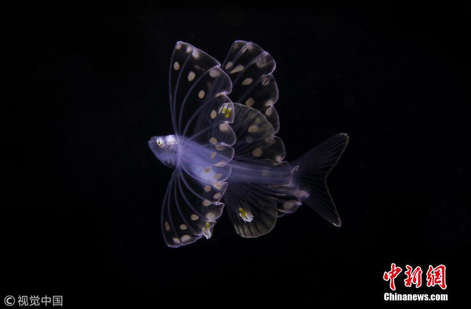 全球水下摄影大赛获奖作品公布 揭秘水下神秘世界