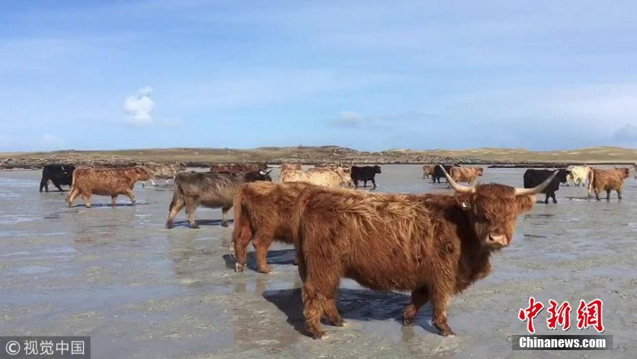 荒岛来客 英国百余头牛“渡海”到无人岛产仔