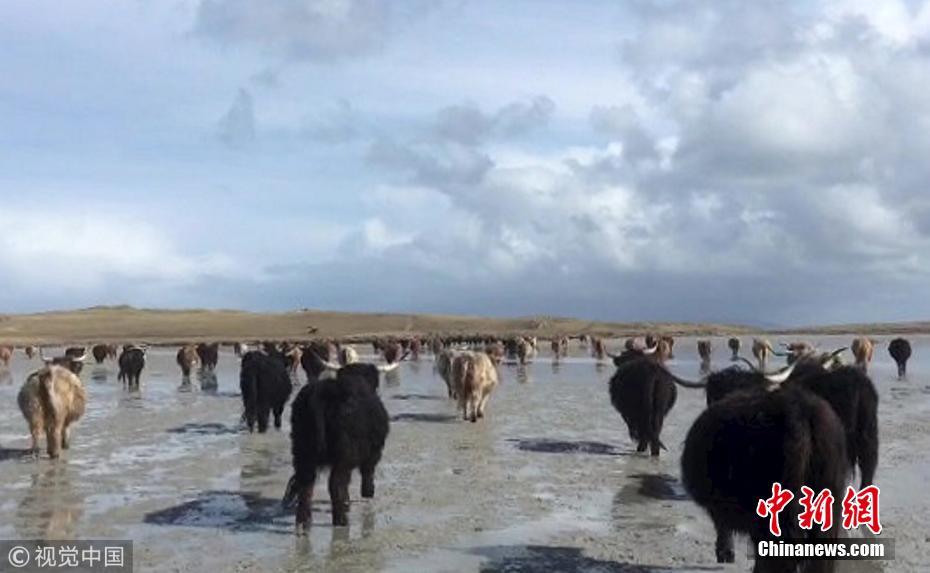 荒岛来客 英国百余头牛“渡海”到无人岛产仔