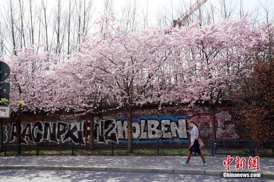 德国柏林樱花盛开春意盎然