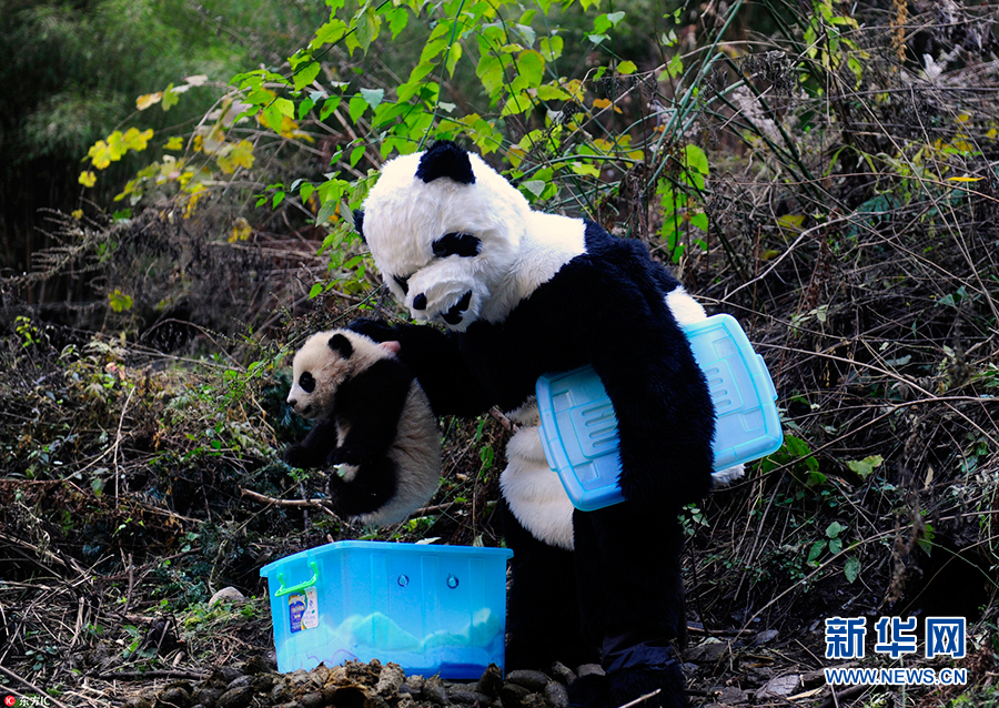 做熊猫饲养员有什么要求？答：先把自己变成“熊猫”