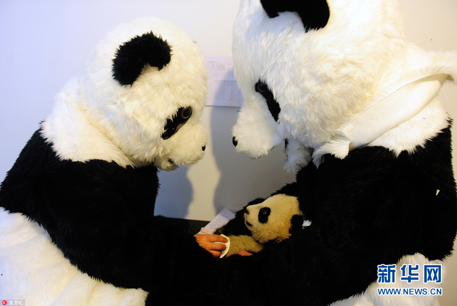 做熊猫饲养员有什么要求？答：先把自己变成“熊猫”