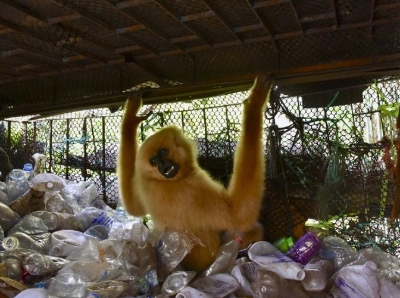  泰国一珍稀长臂猿被关十年 平日靠垃圾过活
