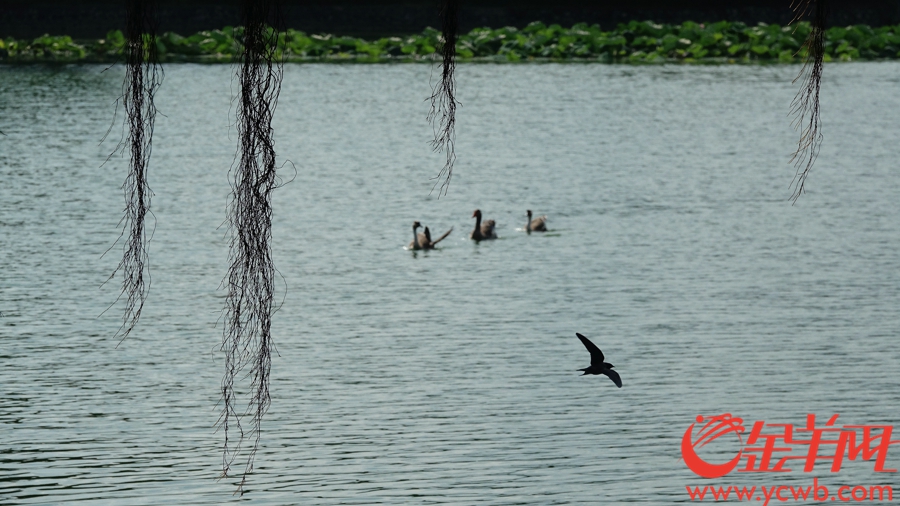 大鹅在湖中“吹风”避暑。记者 陈秋明 摄