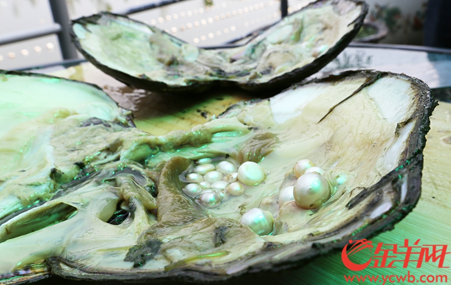这种三角蚌每个可以产28颗左右的珍珠。记者 王俊伟 摄