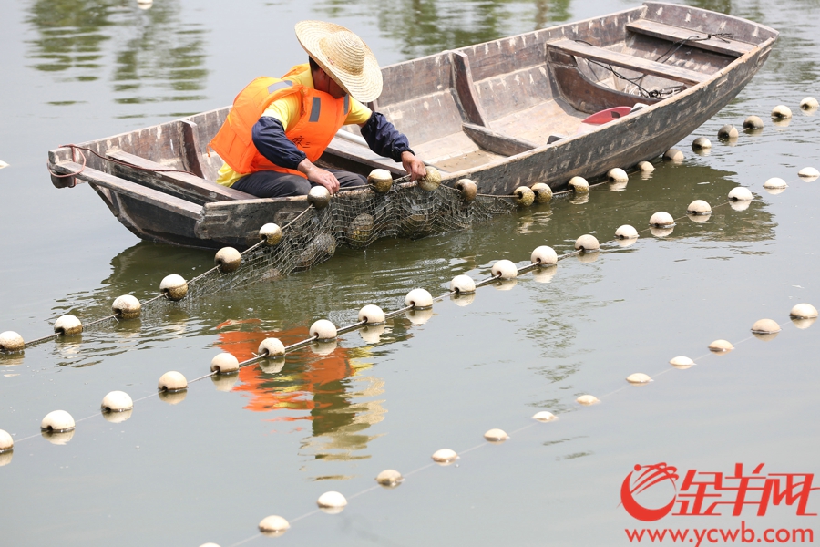 养殖人员检查三角蚌的生长状况。记者 王俊伟 摄